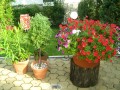 Apartmani Stefanovic Banja Vrujci